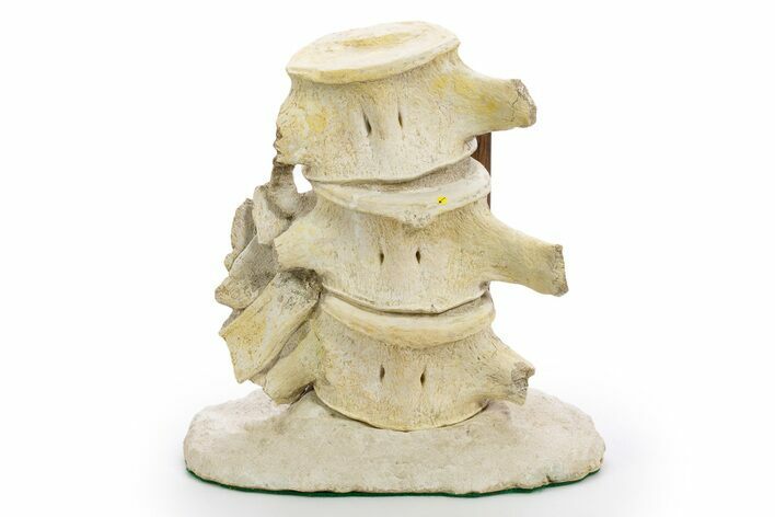 Articulated Fossil Plesiosaur (Zarafasaura) Vertebrae - Morocco #334776